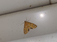 Eoophyla conjunctalis