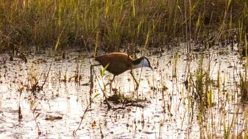 iNaturalist image