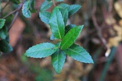 Elaeocarpus holopetalus