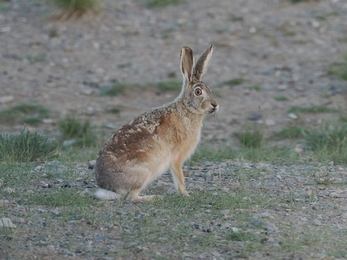 Woolly Hare