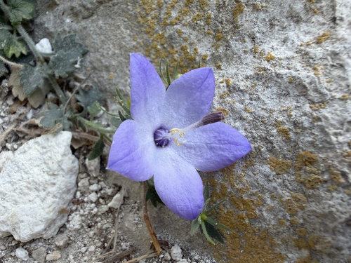 Campanula fragilis cavolinii