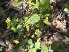 Taenidia montana