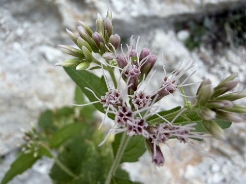 hemp agrimony