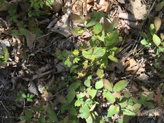Taenidia montana