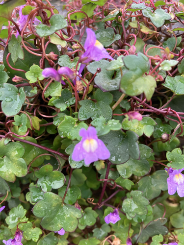 Ivy-leaved toadflax