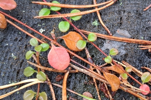 Twinflower