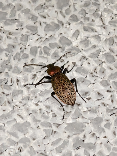 Carabus smaragdinus