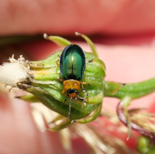 Sermylassa halensis