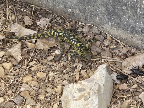 Western Tiger Salamander observed by alexgoatcher