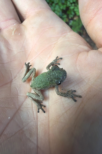 Cope's Gray Tree Frog observed by jmasterfunk757