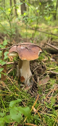 King Bolete