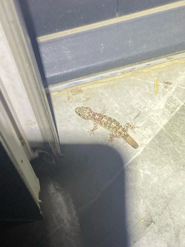 Mediterranean House Gecko