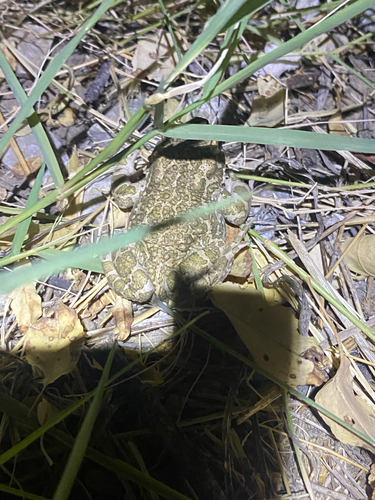 Green Toad