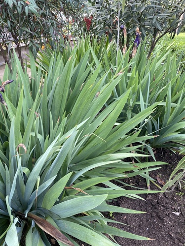 Iris germanica, 2026-09-01