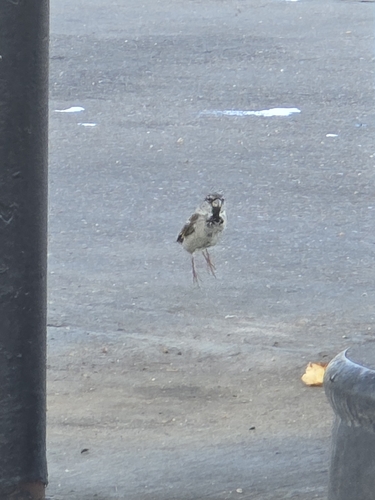 House Sparrow