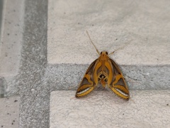 Eoophyla conjunctalis