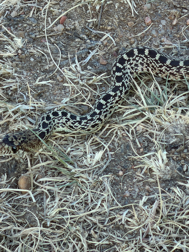 Gopher Snake