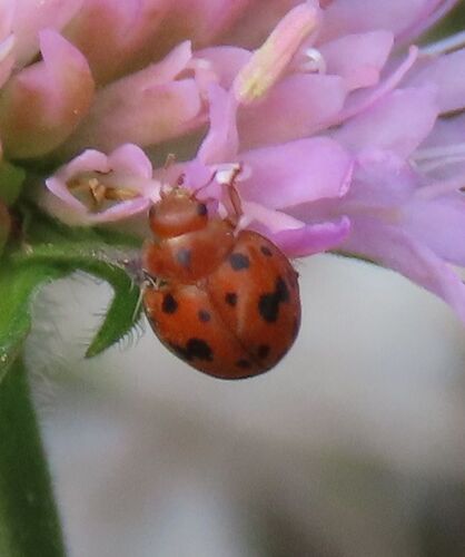 24-spot Ladybird