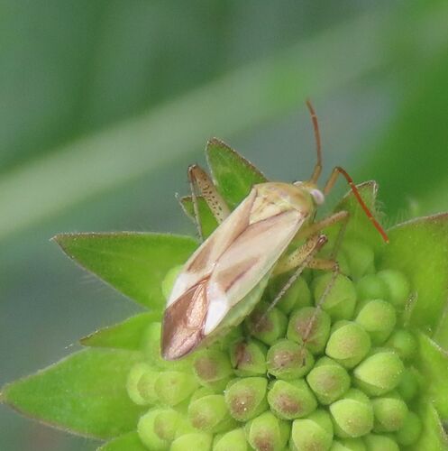 Alfalfa Plant Bug