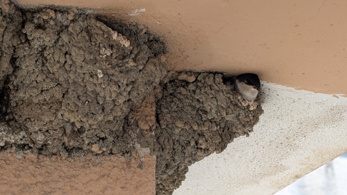 Western House Martin