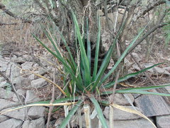 Agave difformis