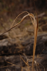 Sporobolus compositus