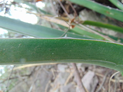 Agave difformis