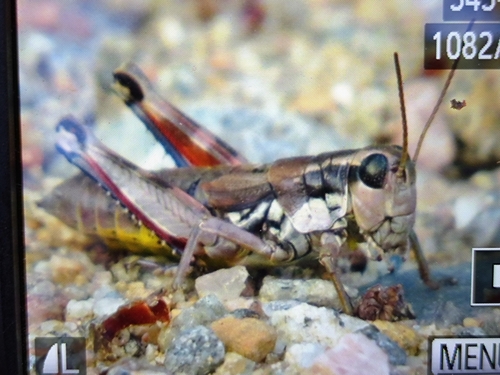 Common Mountain Grasshopper