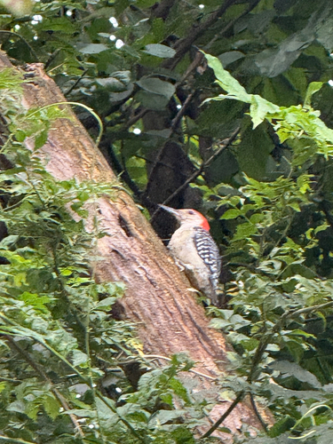 Red-bellied Woodpecker observed by cokonutz