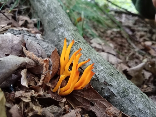 Jelly-antler