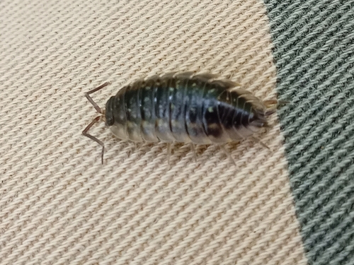 Common Shiny Woodlouse
