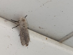 Polyphagozerra coffeae