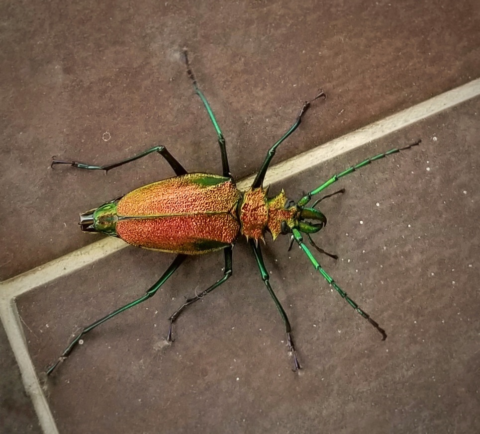 Pasalidognathus modestus　69mm 62mm Genus Psalidognathus · iNaturalist