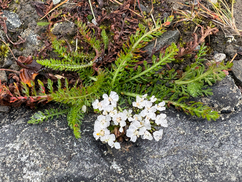 common yarrow