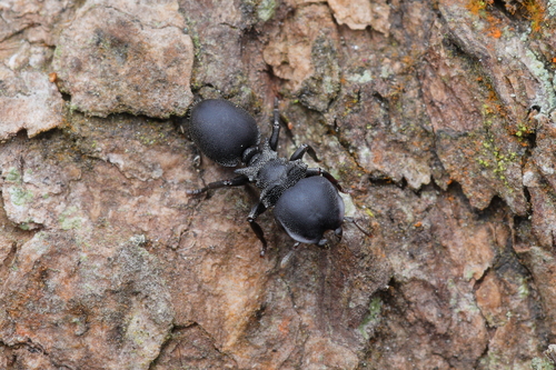 Cephalotes pusillus photo 4