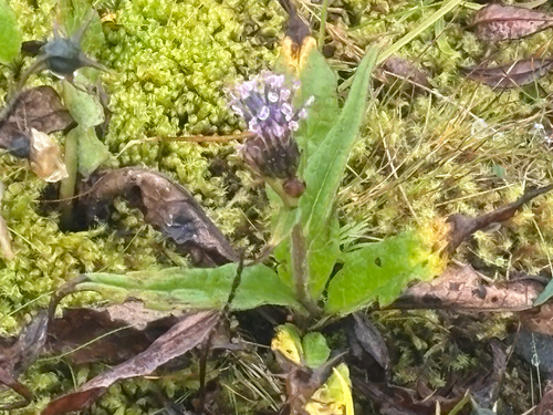 Alpine Saw-wort