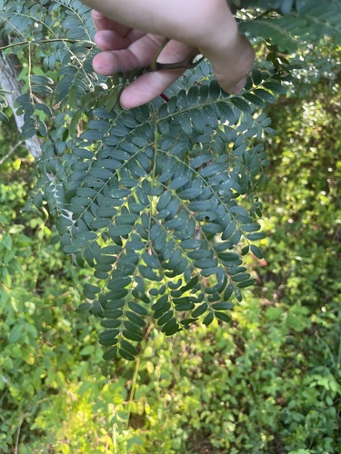 honey locust