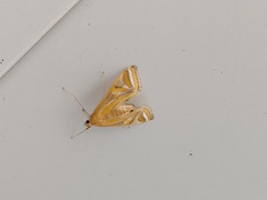 Eoophyla conjunctalis