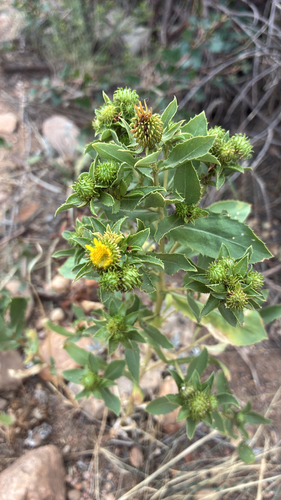 Grindelia subalpina, photograph 4