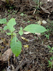 Dysoxylum spectabile