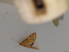 Eoophyla conjunctalis