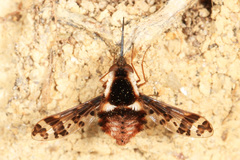 Bombylius pulchellus
