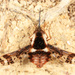 Bombylius pulchellus - Photo (c) Judy Gallagher, some rights reserved (CC BY-SA), uploaded by Judy Gallagher