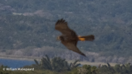 iNaturalist: (c) William Maliepaard, some rights reserved (CC BY-NC), uploaded by William Maliepaard iNaturalist image