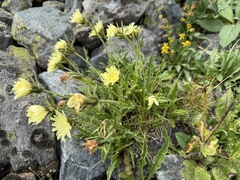 Schlagintweitia intybacea