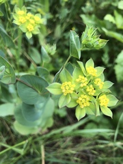 Bupleurum rotundifolium