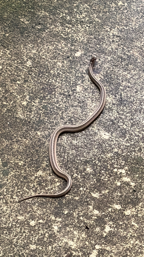 DeKay's Brownsnake