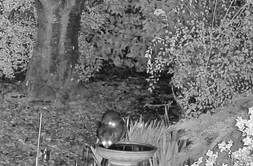 Eastern Brush-tailed Possum