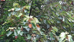 Pterospermum acerifolium