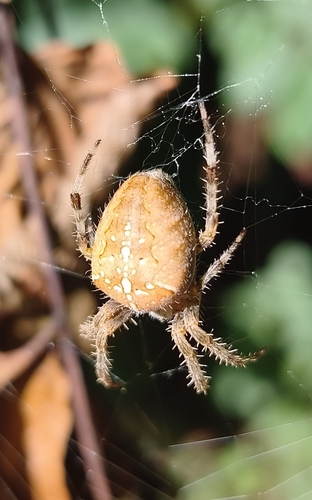 Cross Orbweaver